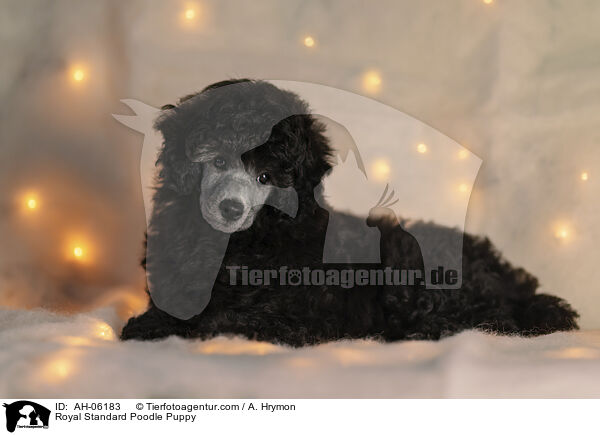 Kleinpudel Welpe / Royal Standard Poodle Puppy / AH-06183