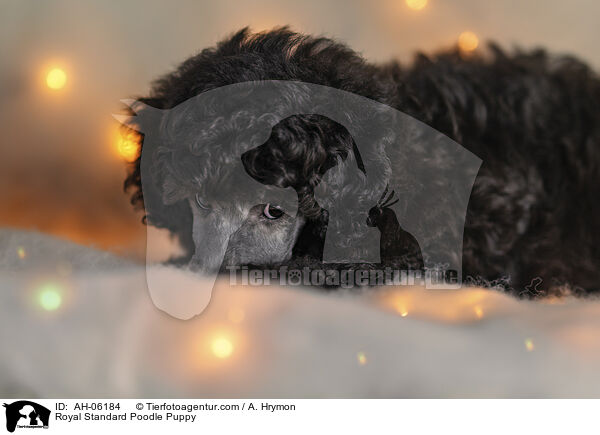 Kleinpudel Welpe / Royal Standard Poodle Puppy / AH-06184