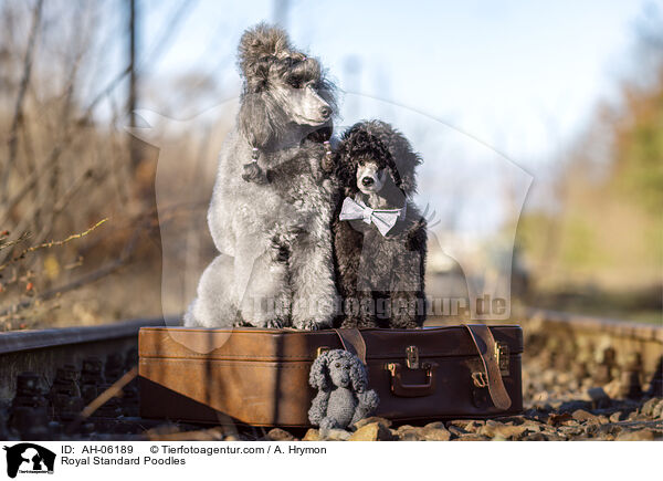 Kleinpudel / Royal Standard Poodles / AH-06189