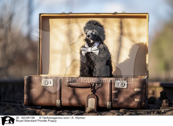 Kleinpudel Welpe / Royal Standard Poodle Puppy / AH-06198