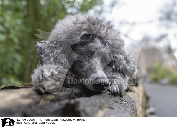 Kleinpudel Rde / male Royal Standard Poodle / AH-06600