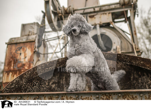 Kleinpudel Rde / male Royal Standard Poodle / AH-06631