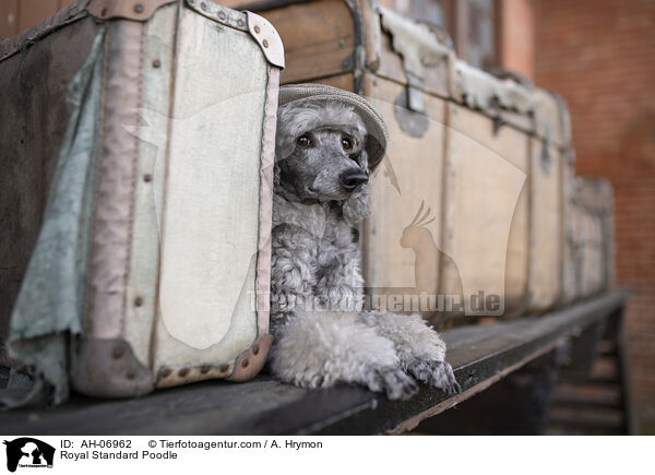 Kleinpudel / Royal Standard Poodle / AH-06962