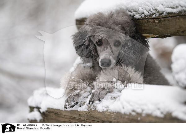 Kleinpudel / Royal Standard Poodle / AH-06972