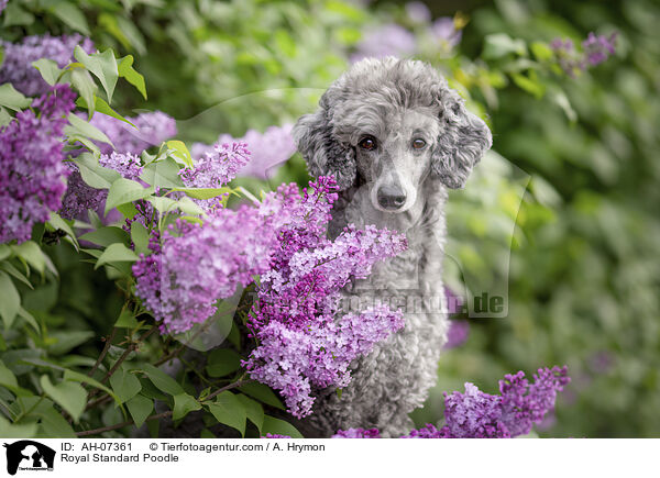 Kleinpudel / Royal Standard Poodle / AH-07361