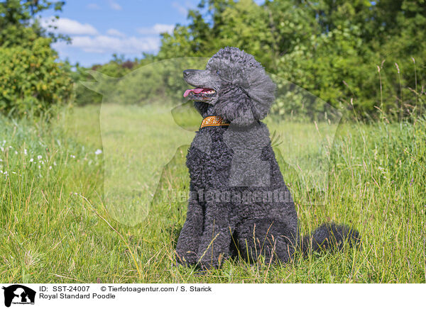 Kleinpudel / Royal Standard Poodle / SST-24007