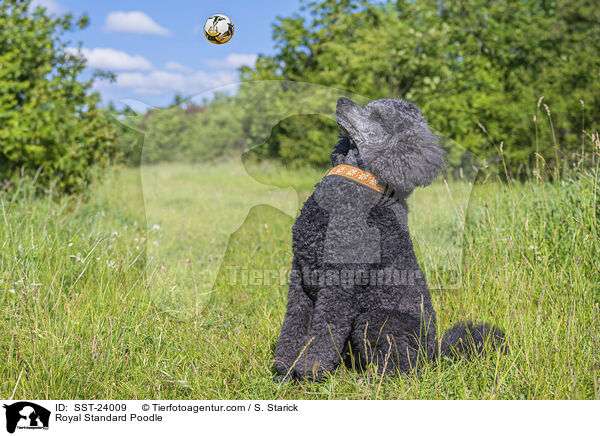 Kleinpudel / Royal Standard Poodle / SST-24009