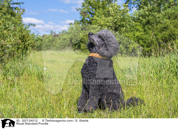 Kleinpudel / Royal Standard Poodle / SST-24012