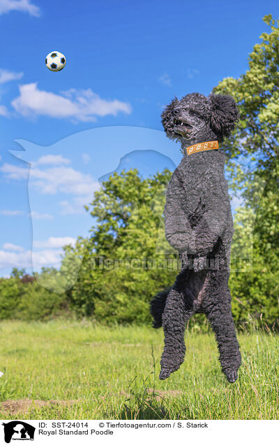 Kleinpudel / Royal Standard Poodle / SST-24014