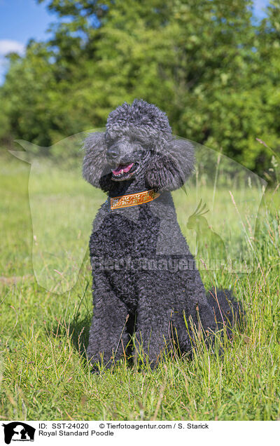 Kleinpudel / Royal Standard Poodle / SST-24020