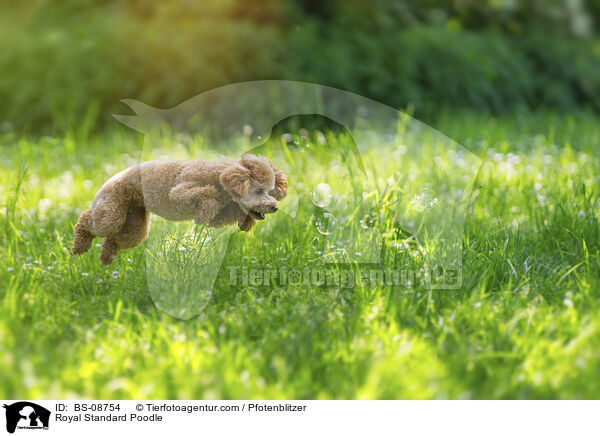 Kleinpudel / Royal Standard Poodle / BS-08754