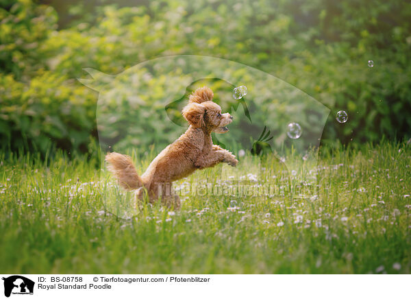 Kleinpudel / Royal Standard Poodle / BS-08758