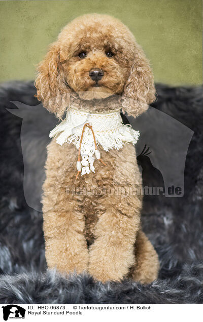 Kleinpudel / Royal Standard Poodle / HBO-06873