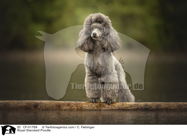 Kleinpudel / Royal Standard Poodle / CF-01768