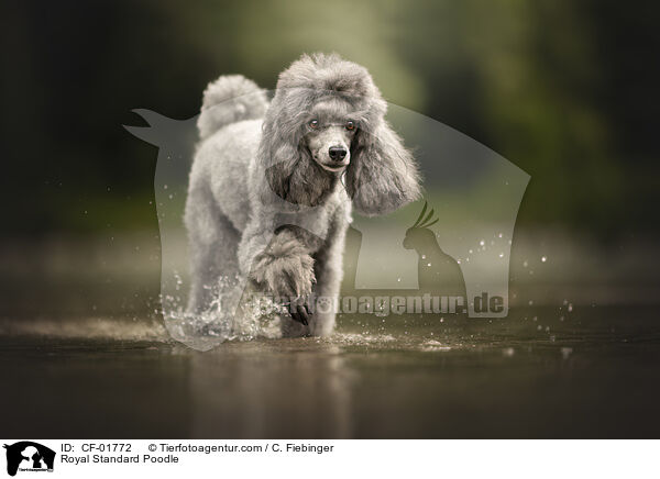 Kleinpudel / Royal Standard Poodle / CF-01772