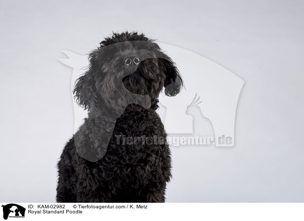 Kleinpudel / Royal Standard Poodle / KAM-02982