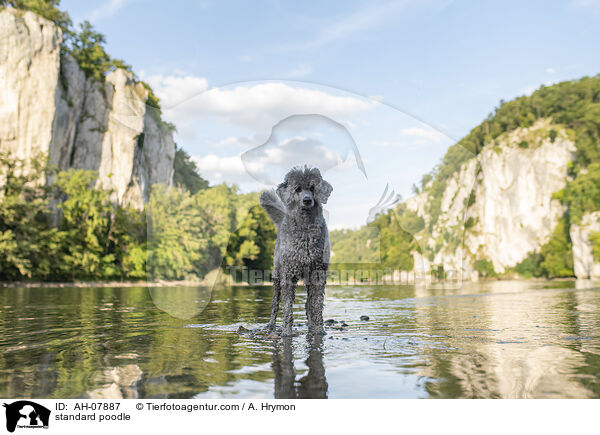 Kleinpudel / standard poodle / AH-07887