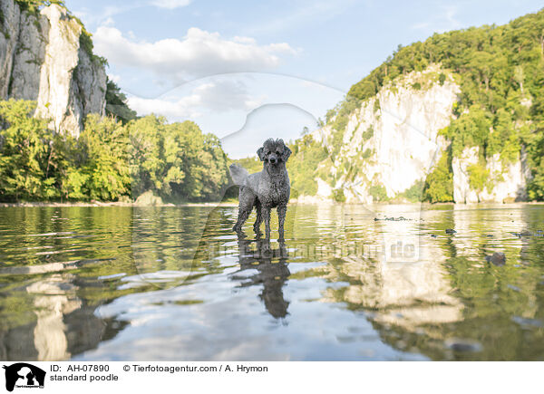 Kleinpudel / standard poodle / AH-07890