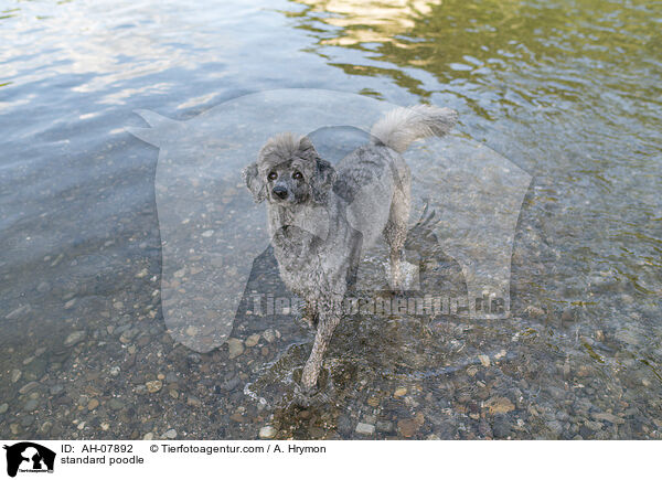 Kleinpudel / standard poodle / AH-07892