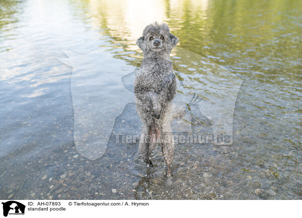 Kleinpudel / standard poodle / AH-07893