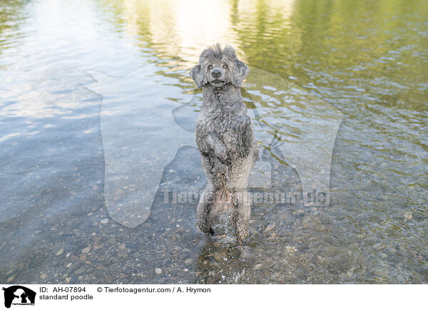 Kleinpudel / standard poodle / AH-07894