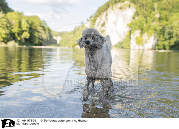 Kleinpudel / standard poodle / AH-07898