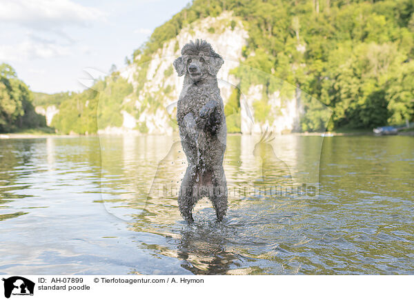 Kleinpudel / standard poodle / AH-07899