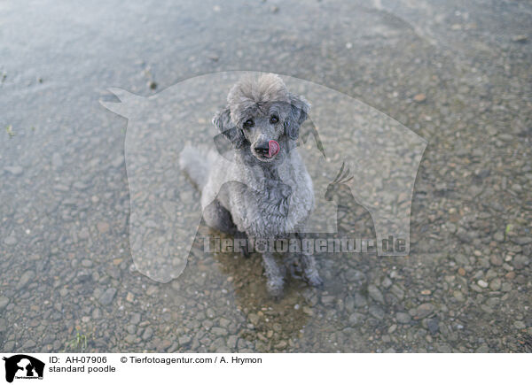 Kleinpudel / standard poodle / AH-07906