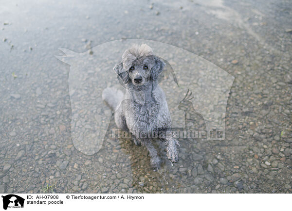 Kleinpudel / standard poodle / AH-07908