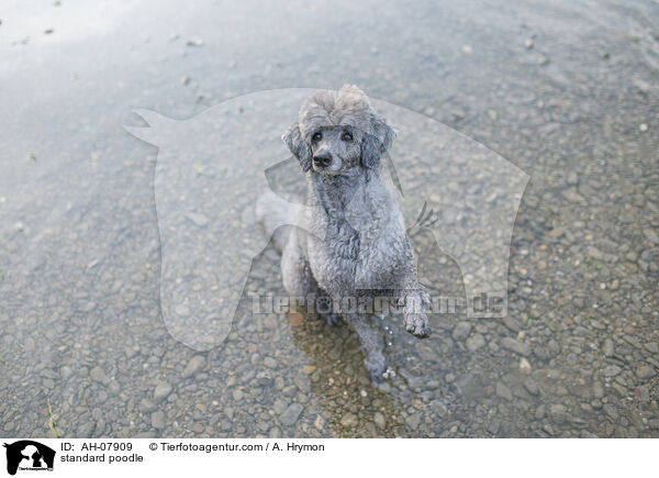 Kleinpudel / standard poodle / AH-07909