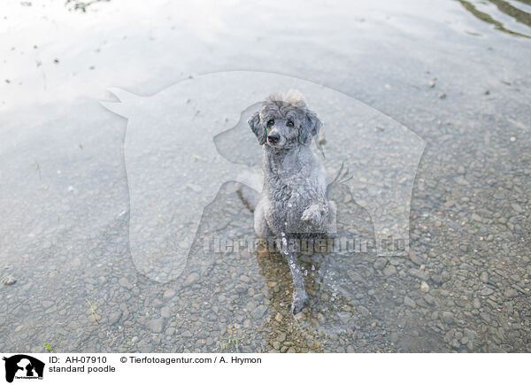 Kleinpudel / standard poodle / AH-07910