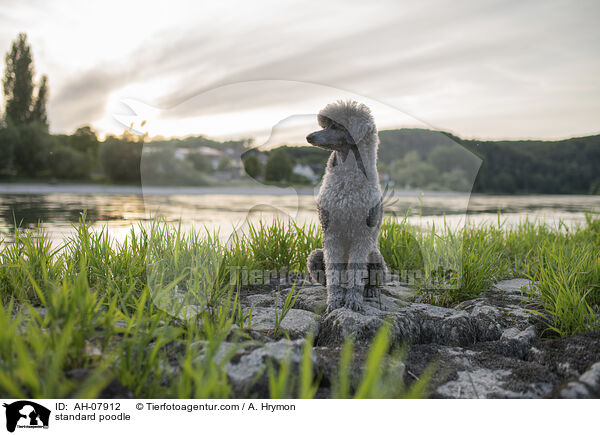 Kleinpudel / standard poodle / AH-07912