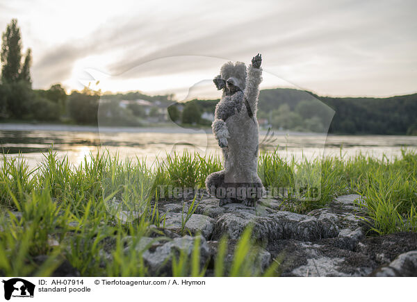 Kleinpudel / standard poodle / AH-07914