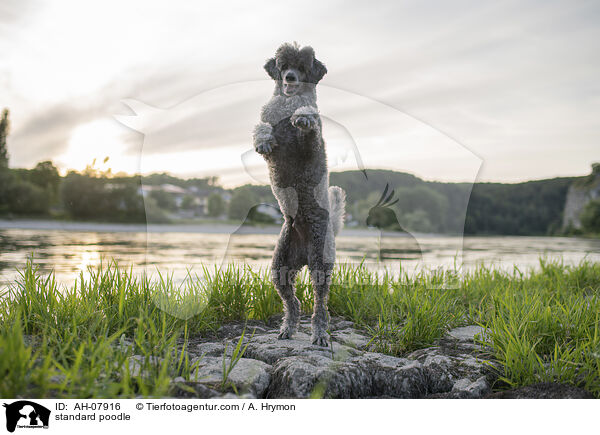 Kleinpudel / standard poodle / AH-07916