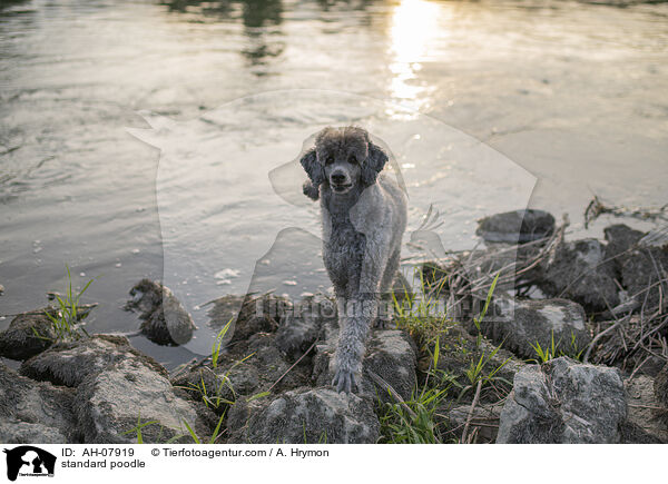 Kleinpudel / standard poodle / AH-07919