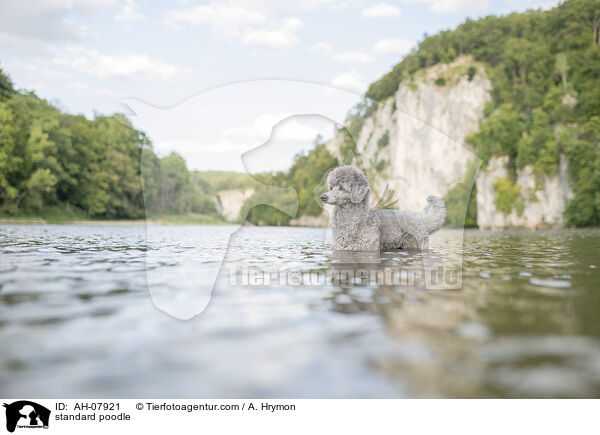 Kleinpudel / standard poodle / AH-07921