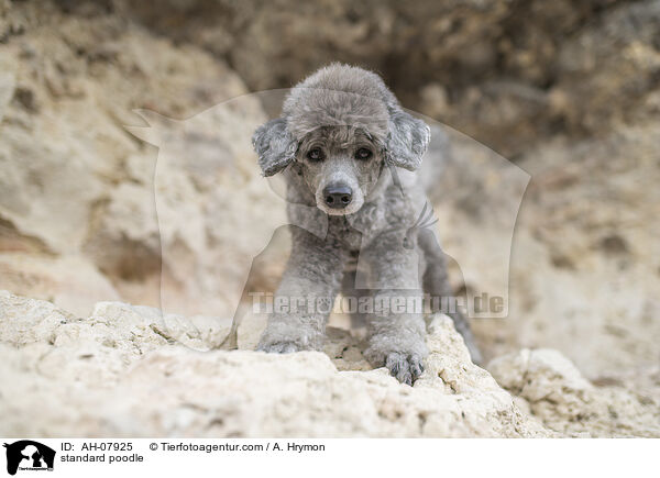 Kleinpudel / standard poodle / AH-07925