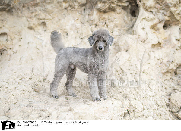 Kleinpudel / standard poodle / AH-07926