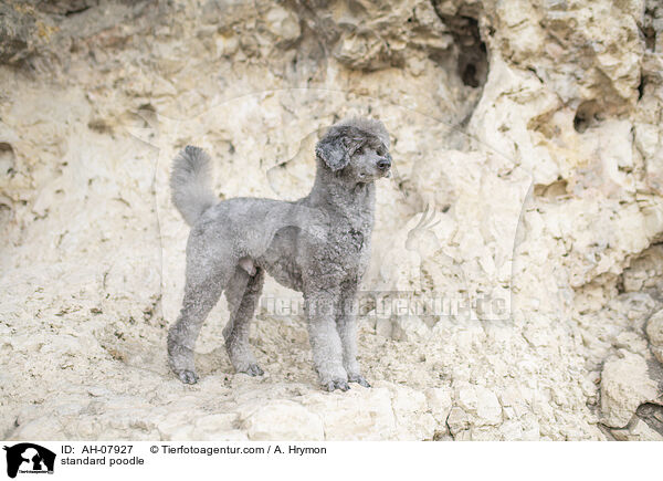 Kleinpudel / standard poodle / AH-07927