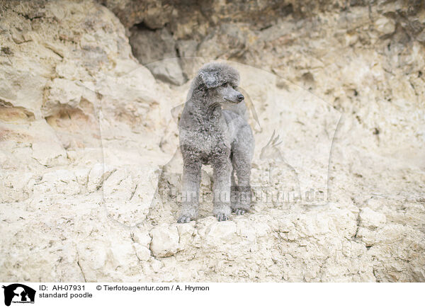 Kleinpudel / standard poodle / AH-07931