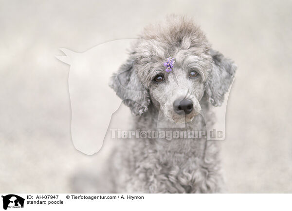 Kleinpudel / standard poodle / AH-07947