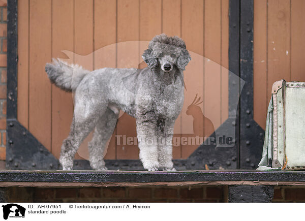 Kleinpudel / standard poodle / AH-07951