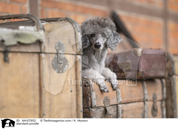 Kleinpudel / standard poodle / AH-07952