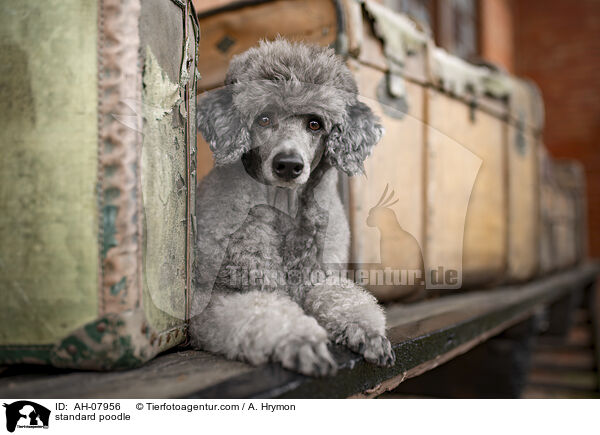 Kleinpudel / standard poodle / AH-07956