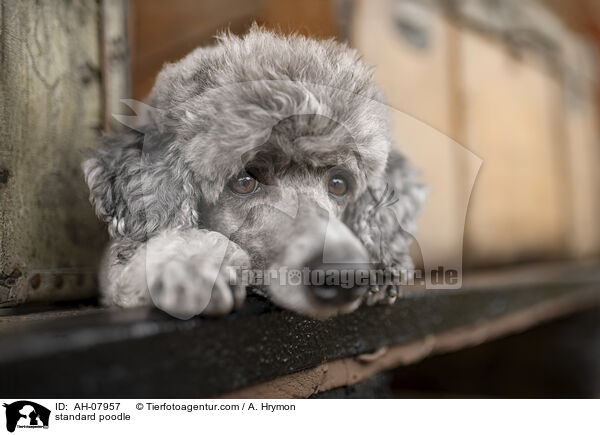 Kleinpudel / standard poodle / AH-07957