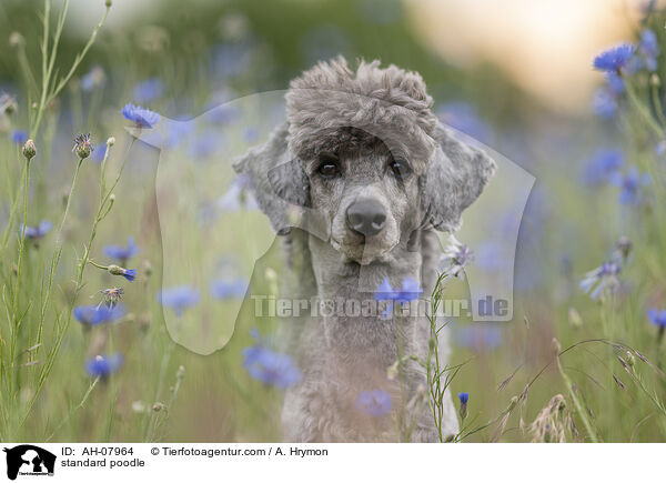 Kleinpudel / standard poodle / AH-07964