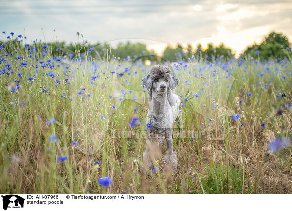 Kleinpudel / standard poodle / AH-07966