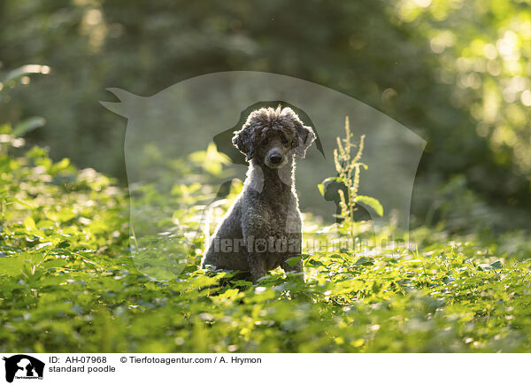 Kleinpudel / standard poodle / AH-07968