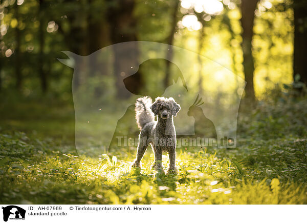 Kleinpudel / standard poodle / AH-07969