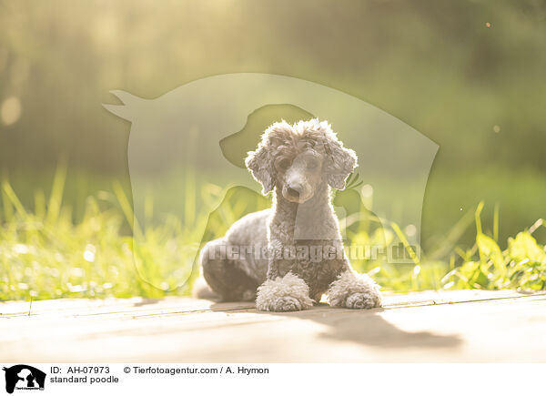 Kleinpudel / standard poodle / AH-07973